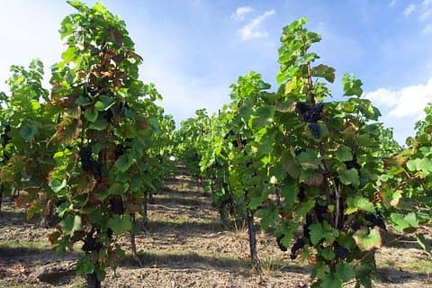 One of the oldest Prague's vineyards