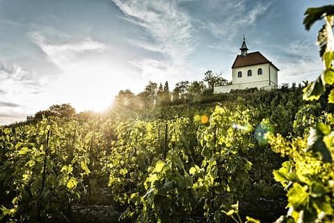 St. Clara Vineyard at Sunset