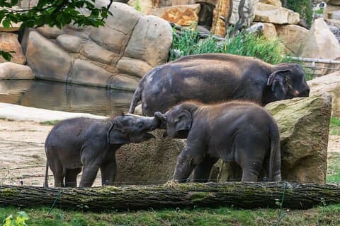 Prague Zoo Skip-the-line Tickets and Private Transfers