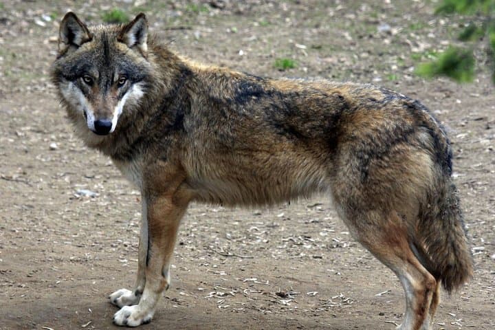 Prague Zoo