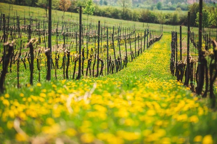 A delightful wine tasting in the scenic countryside with lunch
