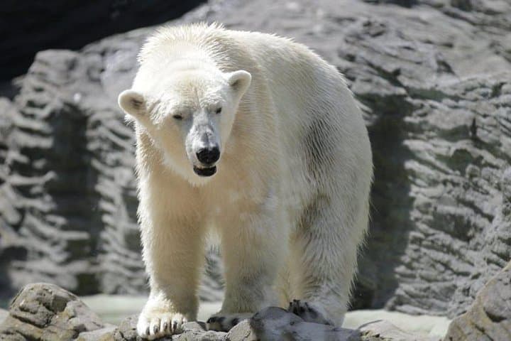 Prague Zoo Admission Ticket including Round Trip Transfer