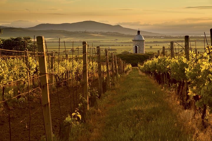 Moravian wine region
