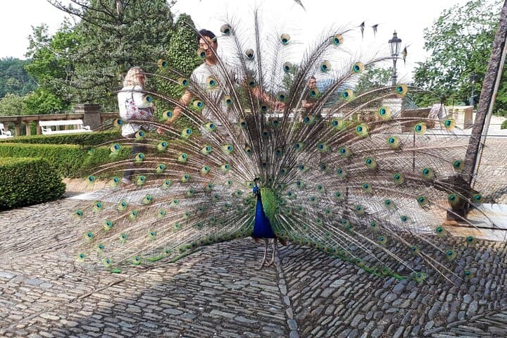 Konopiste peacock