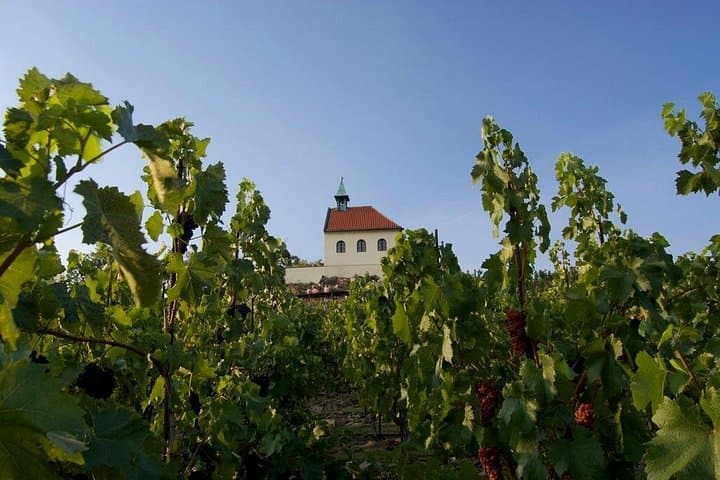 2.5-Hour Prague Wine Tasting Walking Tour