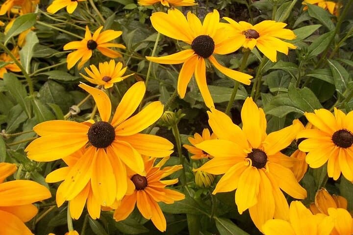 Lovely flowers