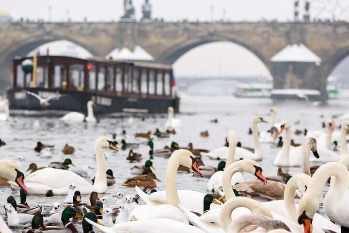 Charles Bridge: River Boat Cruise & Guided Walk ️with PragueWay