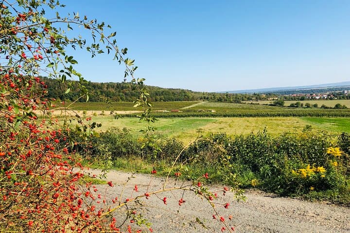 Kutná Hora UNESCO, Bone Church & Biodynamic Wine Private Tour