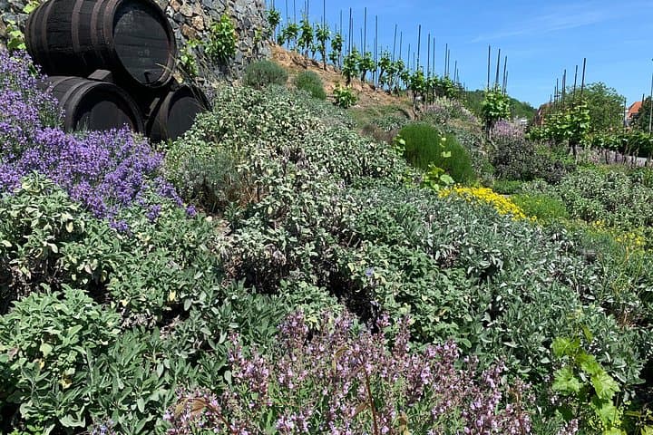 Prague´s Hidden Vineyards Private Tour