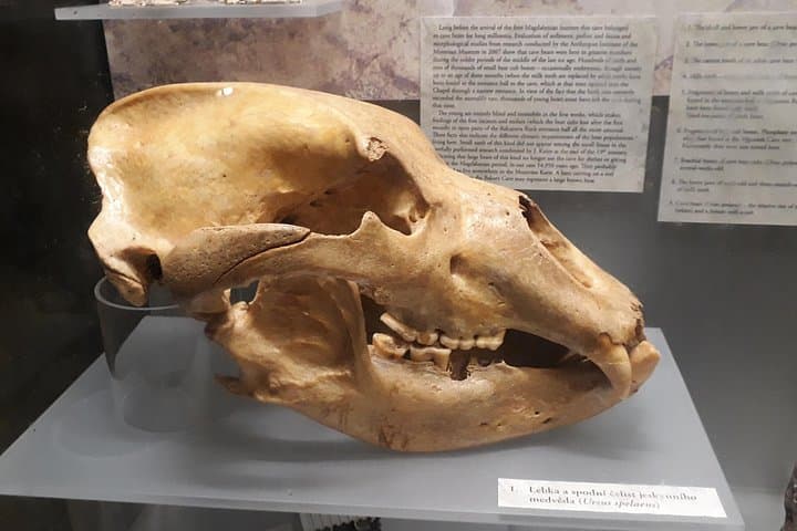 Cave bear skull