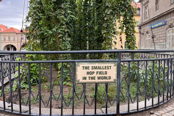 The World's Smallest Hop Field - Located Right in Downtown Žatec.