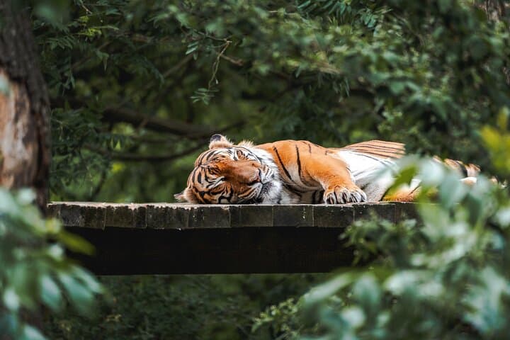 Prague Zoo Skip-the-line Tickets and Private Transfers
