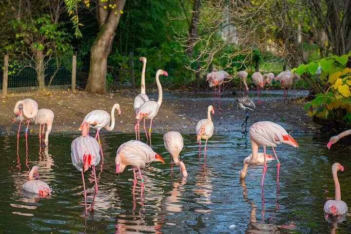 Prague Zoo Skip-the-line Tickets and Private Transfers