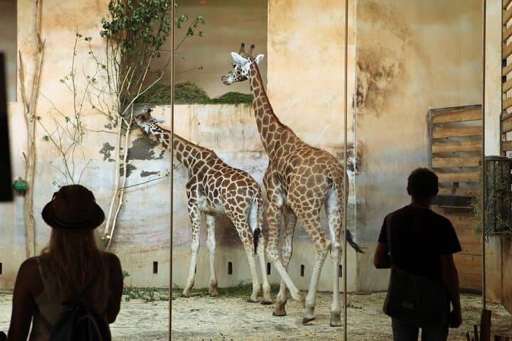 Prague Zoo Skip-the-line Tickets and Private Transfers