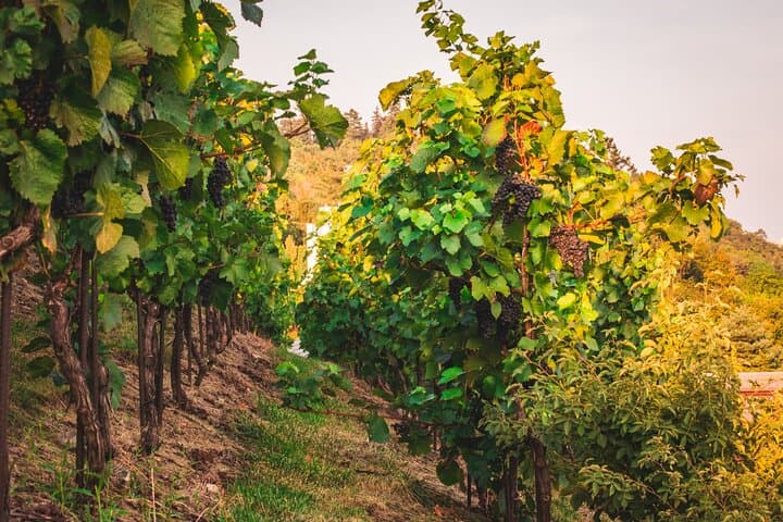 Full Day Private Tour to Kutná Hora with Wine Tasting