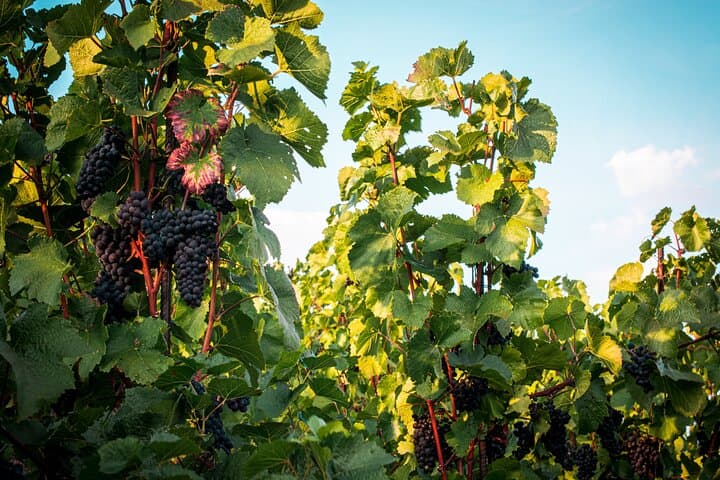 Full Day Private Tour to Kutná Hora with Wine Tasting