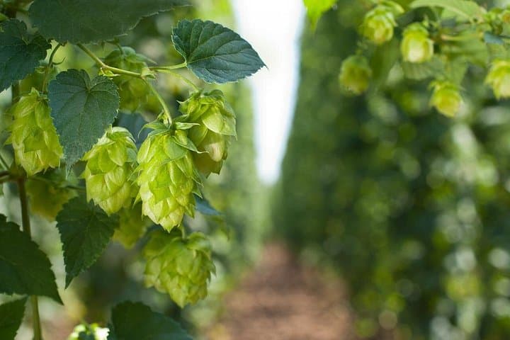 UNESCO Žatec The Town Where Beer is at Home Day Trip