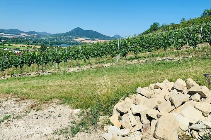 Volcanic slopes shaping distinctive Bohemian wines.