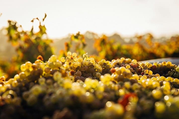Prague Private Wine Tour