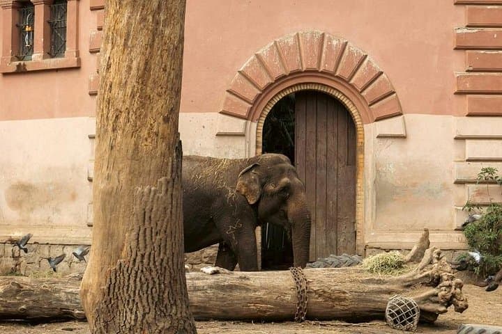 Prague Zoo Skip-the-Line Ticket With Audio Guide and Transfer