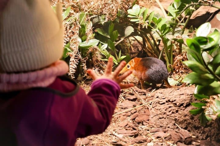 Prague Zoo Ticket with Online Audio Guide