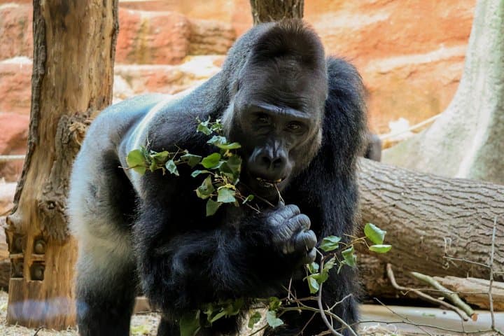 Prague Zoo Ticket with Online Audio Guide