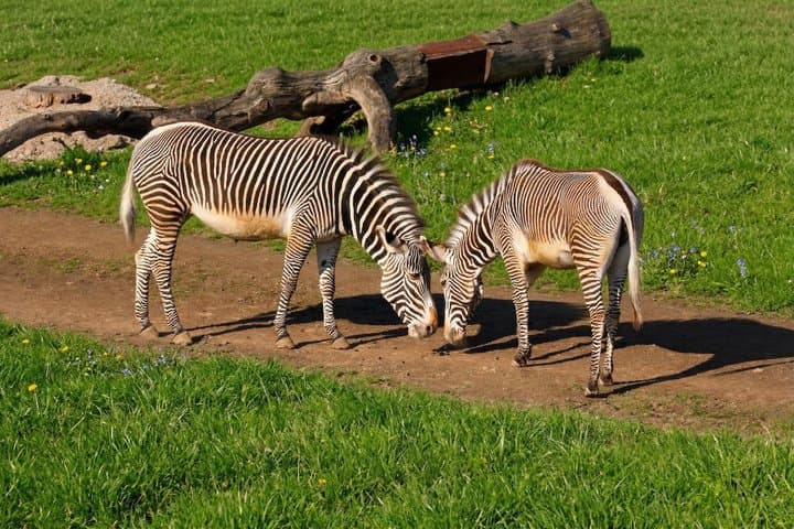 Prague Zoo Ticket with Online Audio Guide