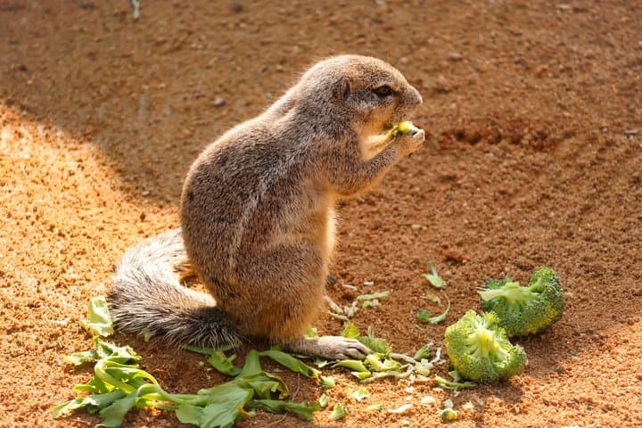 Prague Zoo Ticket with Online Audio Guide