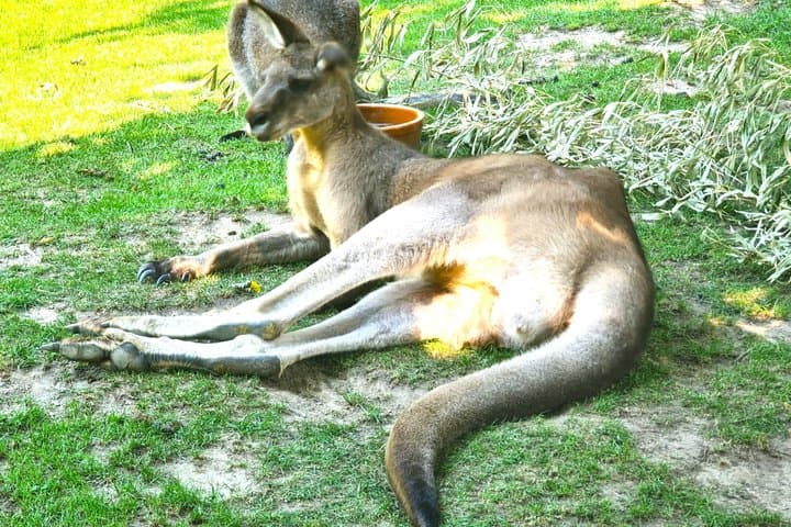 Admission Ticket to the ZOO with the Cruise Boat Transfer