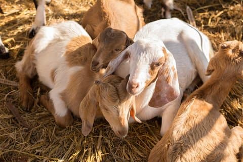 Goat farm