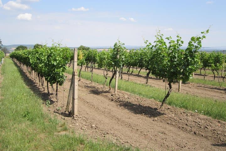 Moravian wine trails