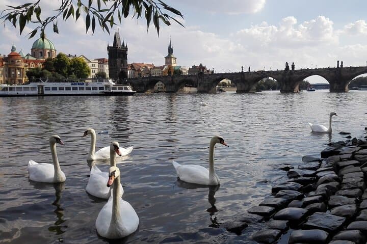 Swans at Vltava river