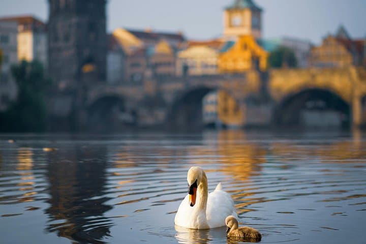 Timeless Memories Professional Photoshoot at Charles Bridge