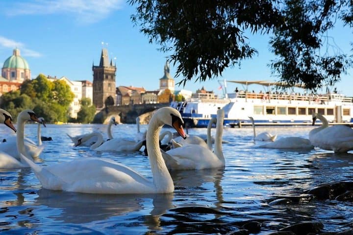 Prague Sightseeing Cruise: 50-Minute River Experience